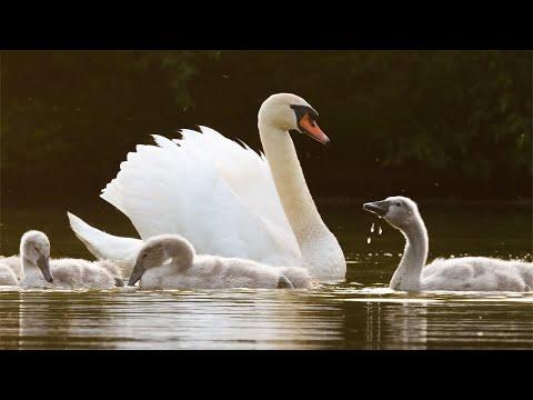 Filming Swans at Sunset ???? | Discover Wildlife | Robert E Fuller #Video