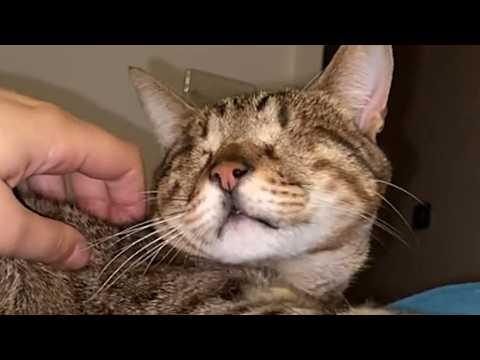Woman wanted to get her blind cat a friend. Then this happened. #Video
