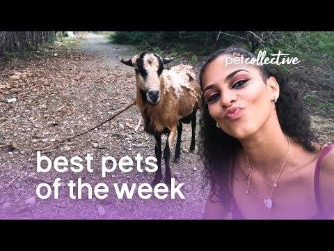Best Pets of the Week (August 2019) Week 3 | The Pet Collective