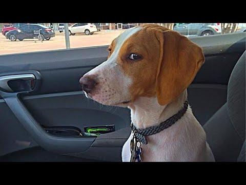 Funny Dogs Reaction To Vet. You'll LAUGH more than you should!
