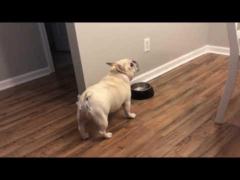 Angry French Bulldog on Diet Throws Tantrums for Not Getting Food #Video