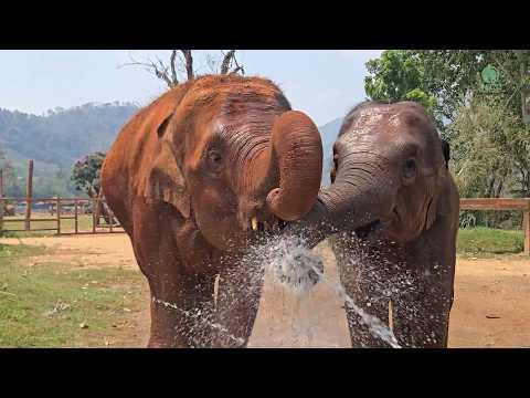 Little Elephant, Big Smile: Wan Mai’s Joyful Time by the Sprinkler - ElephantNews #Video