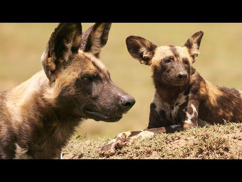 African Wild Dogs Up Close | Zimbabwe | Robert E Fuller #Video