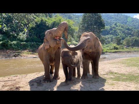 One Year Journey Of Baby Lek Lek And Her Mother Moh Loh - ElephantNews #Video