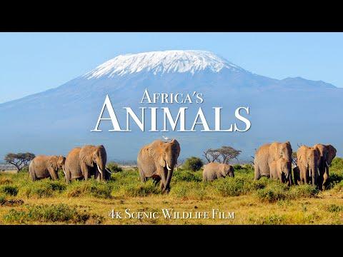 Africa's Animals 4K - Scenic Wildlife Film With Inspiring Music #Video
