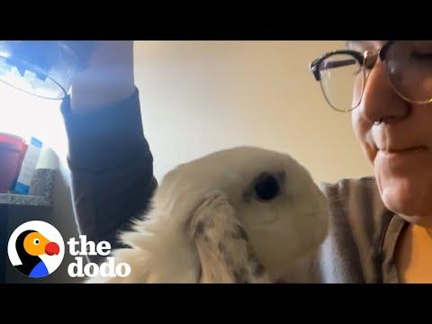 Bunny Thumps At Mom When He's Mad #Video