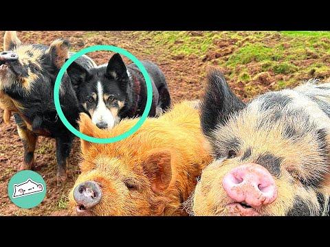 Dog Wanted Puppies But Got Piglets Instead #Video