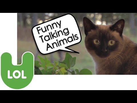 Funny Talking Animals