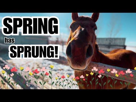 The HORSES love it ~ Spring is in the air - The Clever Cowgirl #Video