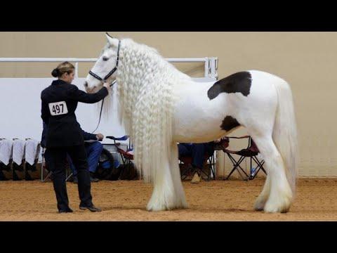 25 Most Beautiful Horses on Planet Earth #Video