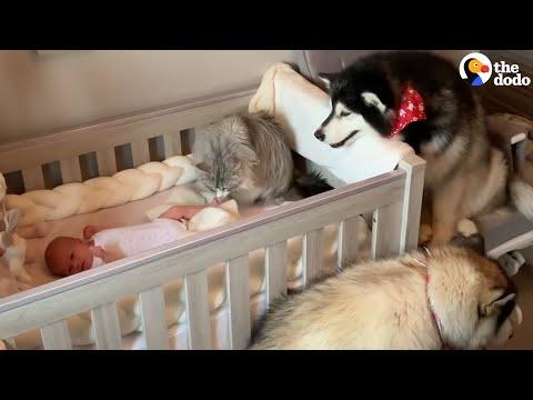 Two Malamutes And Maine Coon Cat Adjust To Life With A New Baby Sister #Video