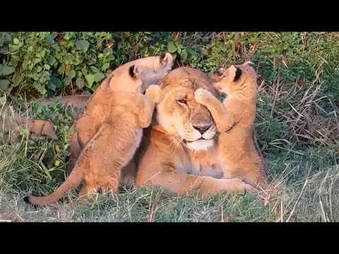 Animals Who Are So OVER Parenting... #Video