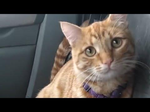 Street cat melts his way into trucker's heart #Video