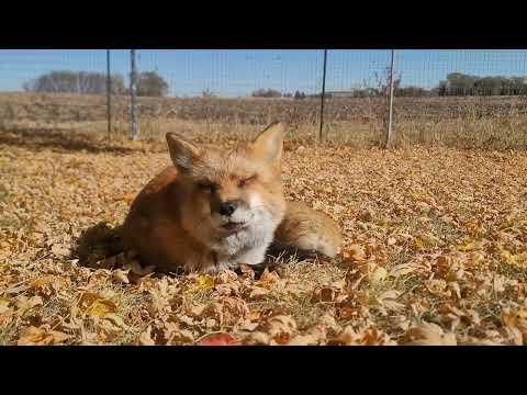 Sanctuary foxes relax on a fall day #Video