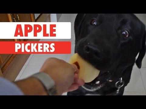 Apple Pickers