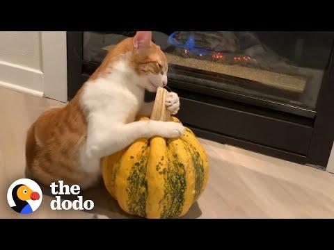 Cat Is Obsessed With Pumpkin #Video