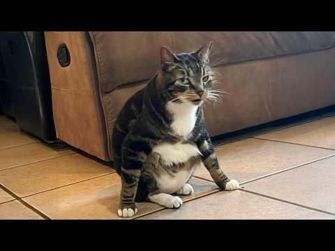 When your cat forgets it's a cat #Video