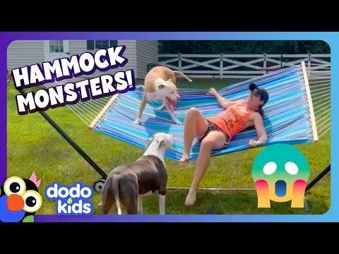 Watch Out For The Hammock Monsters! | Dodo Kids | Funny Dog Videos #Video