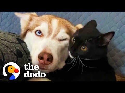 Tiny Kitten Tackles Giant Husky When He's Fully Grown #Video
