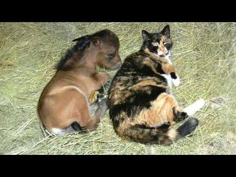 You’ve Never Seen an Odd Couple This Cute: Cat & Baby Animal! #Video
