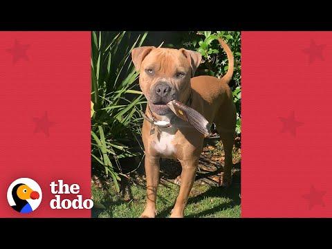 Tiniest, Calmest Pittie Puppy Grows Up To Be A Wild Man #Video