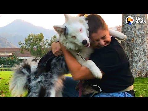 Deaf And Blind Dog Knows Special Language  | The Dodo