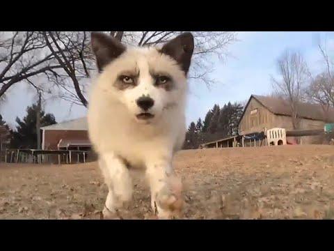 Foxes got an RC car for Christmas! #Video
