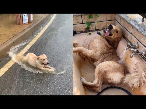 This Is Why Dogs Are Simply The Most Amazing Creatures - EP 2 Video