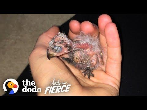 Woman Can't Believe She Found THIS in Her Ceiling | Little But Fierce