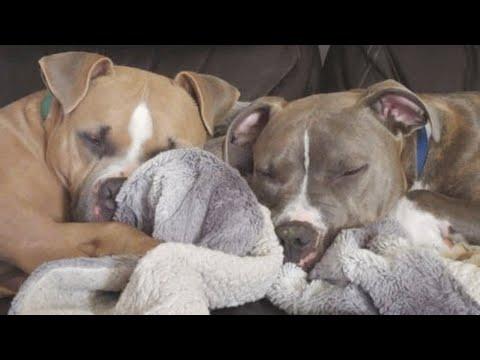 This dog's best friend was abandoned. His dad adopted him and reunited them #Video