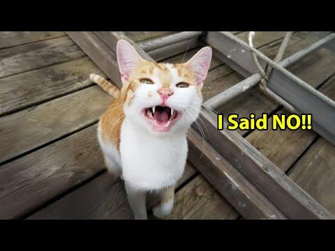 When You Have a Super Talkative Cat