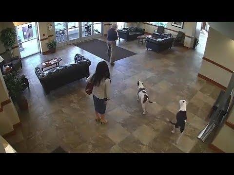 Two Dogs Walk Into A Hospital #Video