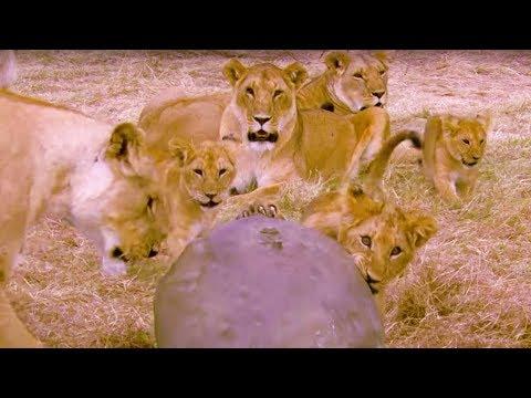 Cute Lion Cubs Play With Spy Camera | BBC Earth