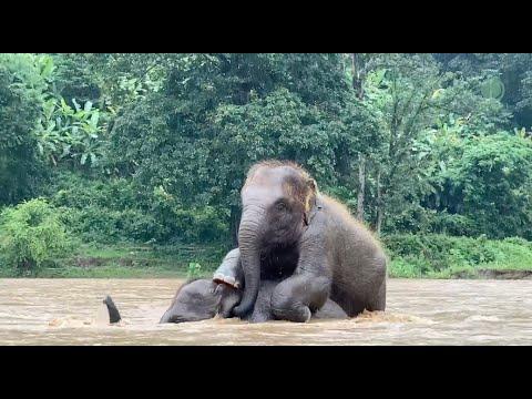 Fun Time With Baby Elephants Pyi Mai and Chaba Under The Care Of Mother and Nanny - ElephantNews #Vi