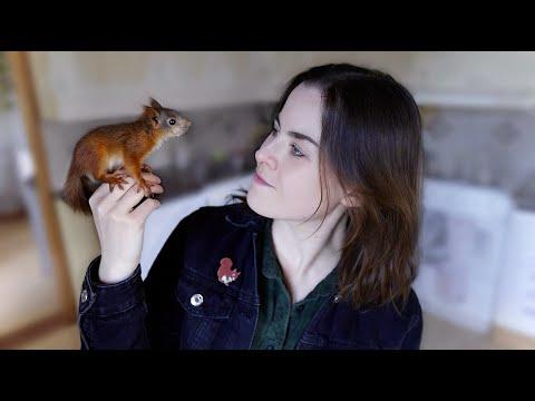 Baby Red Squirrel Becomes Cute and Chaotic Teenager #Video