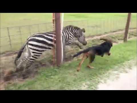 Who is Faster Zebra v Bloodhound v Buffalo