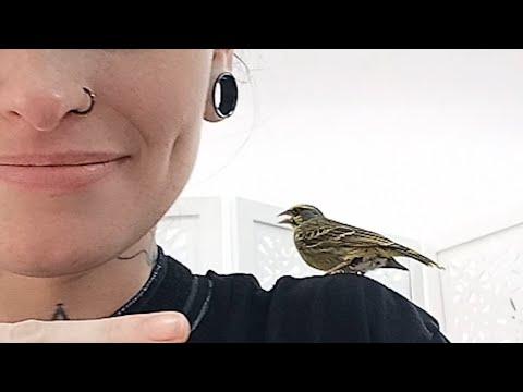 Rescue bird comforts people at tattoo store #Video