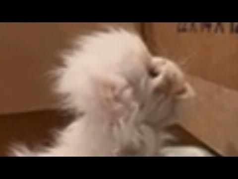 This may be the strangest cat you've ever seen #Video
