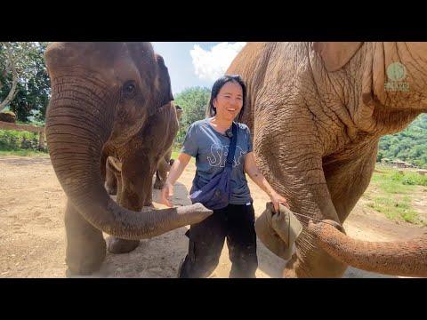 Elephant Mother calls out to her elephant family to join her - ElephantNews #Video