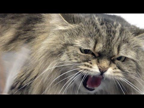 Sassy cat is out for blood | Is this Mayonnaise's sister? #Video