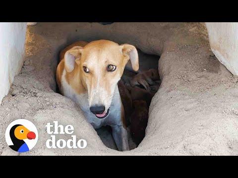 Mama Dog And Puppies Were Found In A 122-Degree Desert #Video