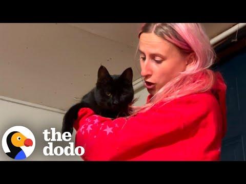 Stray Black Cat Walks Right Into Her Boyfriend's House... #Video