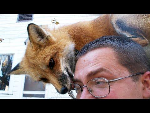 FOX - A CUTE FOX And FUNNY FOX Videos Compilation || PET VIDEOS
