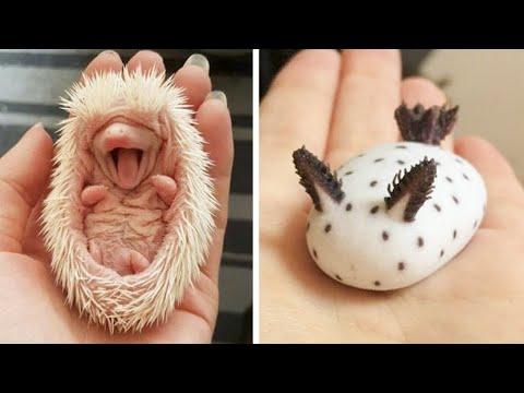 Cutest baby animals Videos Compilation Video Cute moment of the Animals - Cutest Animals #25
