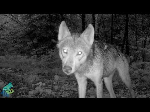 The wildlife on an old Forest Service road #Video