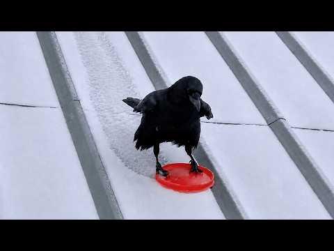 This CROW Definitely Knows How To Have Fun | FUNNY Birds Video