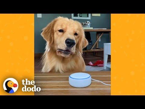 Dog Finds Out What Other Animals Sound Like And Is Not Impressed | The Dodo