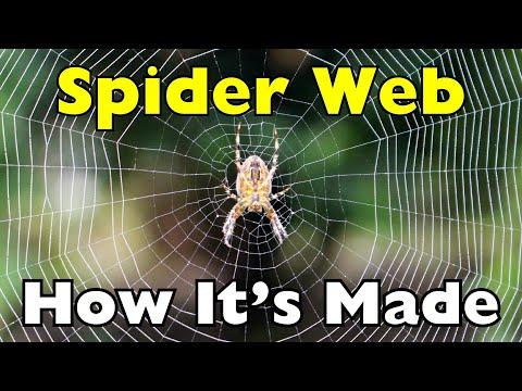 This Is How Spiders Build Webs… And It’s Way Smarter Than You Think #Video