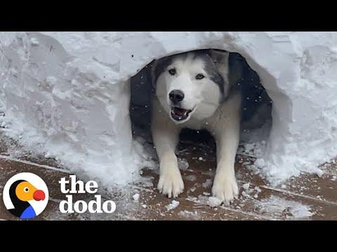 Sad Husky Can't Play Any Sports This Winter So This Couple Builds Him An Igloo #Video