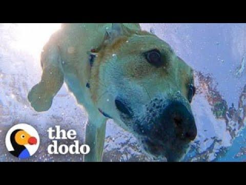 Dog Dives To The Bottom Of The Pool For His Favorite Brick #Video